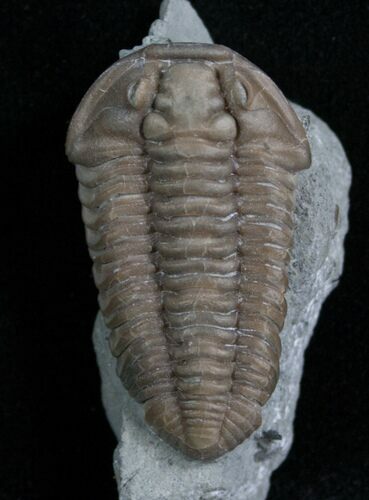 Prone Flexicalymene Trilobite - Indiana #5036